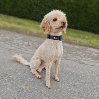 taktisches Nylon Halsband für kleine Hunde Anthracite