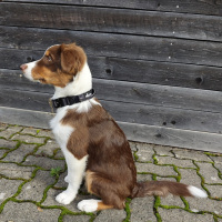 taktisches Nylon Halsband für kleine Hunde Black Camo