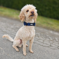 taktisches Nylon Halsband für kleine Hunde Midnight...