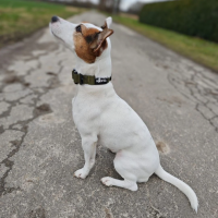 taktisches Nylon Halsband für kleine Hunde Military...