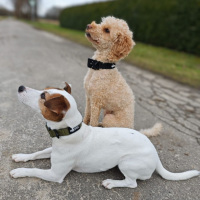 taktisches Nylon Halsband für kleine Hunde Military...