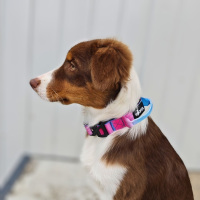 taktisches Nylon Halsband für kleine Hunde Pink Blue...