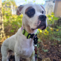 taktisches Nylon Halsband Lime Wine