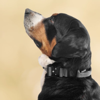 taktisches Nylon Halsband mit Griff Anthracite - ultraleicht