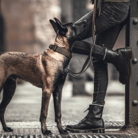 taktisches Nylon Halsband mit Griff Military Olive -...