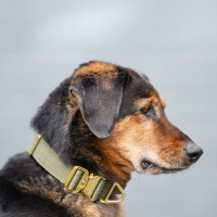 taktisches Nylon Halsband Noble Olive