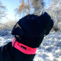 taktisches Nylon Halsband Pink Bloom - ultraleicht