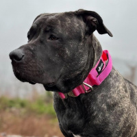 taktisches Nylon Halsband Raspberry