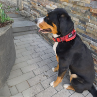 taktisches Nylon Halsband Red Camo - ultraleicht