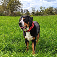 taktisches Nylon Halsband Rosso Red