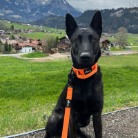 taktisches Nylon Halsband Safety Orange