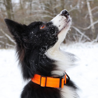 taktisches Nylon Halsband Safety Orange