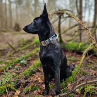 taktisches Nylon Halsband Silver Grey