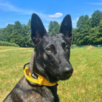 taktisches Nylon Halsband Sunset Yellow - ultraleicht