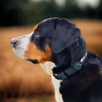 Halsband WOOFLEX® Classic verstellbar Hunting Green