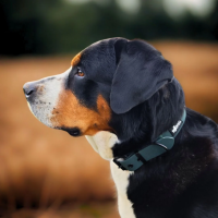 Halsband WOOFLEX® Classic verstellbar Hunting Green