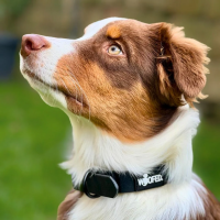 Halsband WOOFLEX® Classic verstellbar Phantom Black