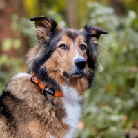 Halsband WOOFLEX® Classic verstellbar Sunset Orange