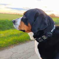 Halsband WOOFLEX® Classic verstellbar Woodland Camo