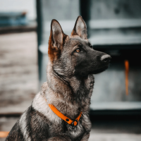 Biothane Halsband Zugstopp