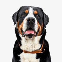 Leder Halsband Zugstopp