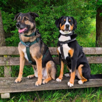 Y-Hundegeschirr 4fach-verstellbar mit Griff und...