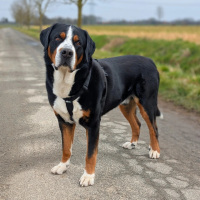 Y-Hundegeschirr 4fach-verstellbar mit Griff und...