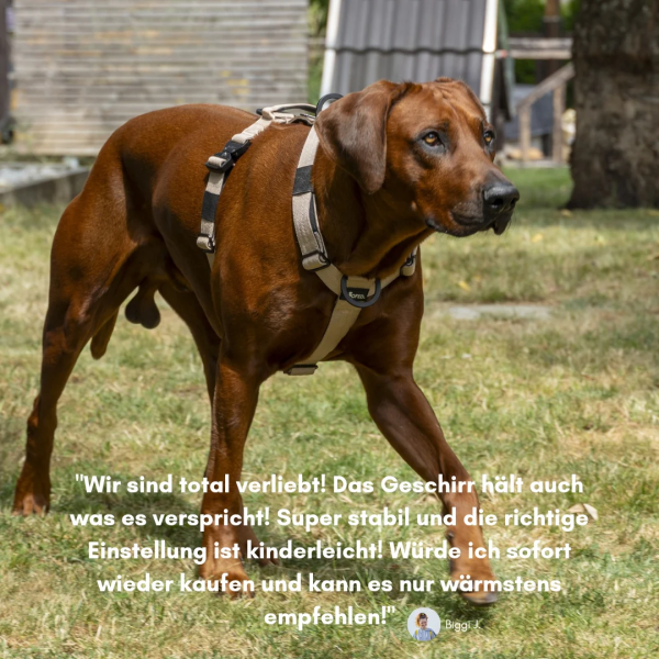 Y-Hundegeschirr 4fach-verstellbar mit Griff und Sicherheitsschnallen Desert Tan - ultraleicht