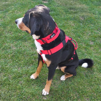 Y-Hundegeschirr 4fach-verstellbar mit Griff und...