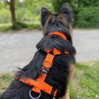 Y-Hundegeschirr 4fach-verstellbar mit Griff und...