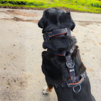 Y-Hundegeschirr 4fach-verstellbar mit Griff und...