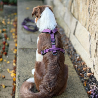 Y-Hundegeschirr 4fach-verstellbar mit Griff und Sicherheitsschnallen Velvet Purple - ultraleicht