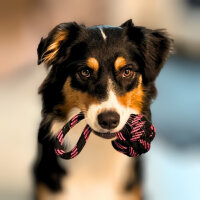 Hundespielzeug Tau