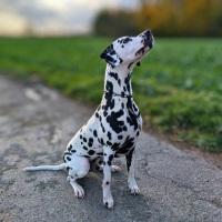 Woofchain Kettenhalsband aus Edelstahl Black