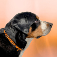 Woofchain Kettenhalsband aus Edelstahl Orange