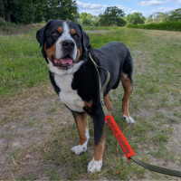 Leinen Banderole Hund im Training