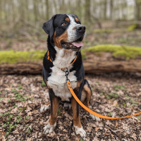 Biothane Führleine verstellbar - 3,5m / 13mm