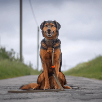 Biothane Umhängeleine - 13mm / 2m