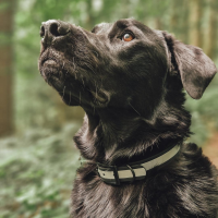 Biothane Reflective Halsband verstellbar - 19mm / M 35-43cm