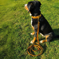 Leder Halsband verstellbar - 25mm / S 30-38cm