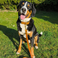 Leder Halsband verstellbar - 25mm / 2XL 50-58cm