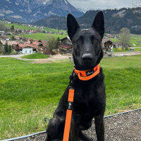 Nylon Tactical Halsband Safety Orange - L 50-65cm