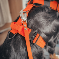 Anschnallgurt Hund - beidseitiger Froschkarabiner / 60cm