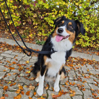 Nylon Retrieverleine verstellbar Deep Black