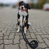 Nylon Retrieverleine verstellbar Deep Black