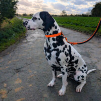 Nylon Retrieverleine verstellbar Safety Orange