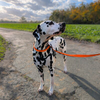 Nylon Retrieverleine verstellbar Safety Orange