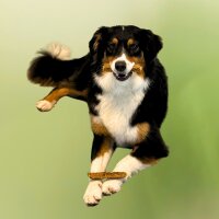 Dorsch Fleisch Sticks