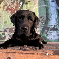 Hirschfleisch Würfel PUR