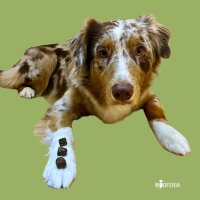 Kaninchenfleisch Würfel PUR